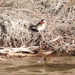 Carduelis carduelis at Whitlam, ACT - 1 Sep 2024