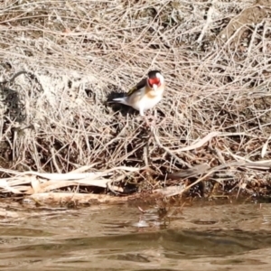 Carduelis carduelis at Whitlam, ACT - 1 Sep 2024 08:49 AM