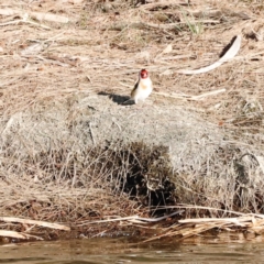 Carduelis carduelis at Whitlam, ACT - 1 Sep 2024