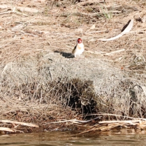 Carduelis carduelis at Whitlam, ACT - 1 Sep 2024