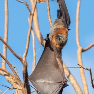 Pteropus poliocephalus at Casino, NSW - 8 Aug 2024