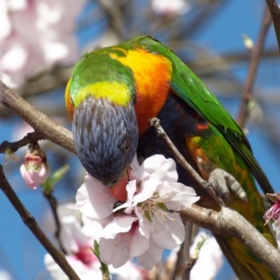 Trichoglossus moluccanus (Rainbow Lorikeet) at Downer, ACT - 31 Aug 2024 by RobertD