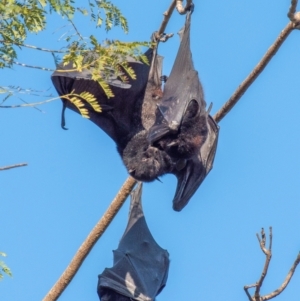 Pteropus alecto at Casino, NSW - 8 Aug 2024