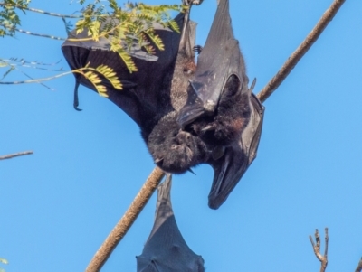 Pteropus alecto (Black Flying Fox) at Casino, NSW - 8 Aug 2024 by Petesteamer