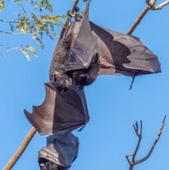 Pteropus alecto at Casino, NSW - 8 Aug 2024