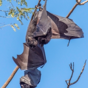 Pteropus alecto at Casino, NSW - 8 Aug 2024