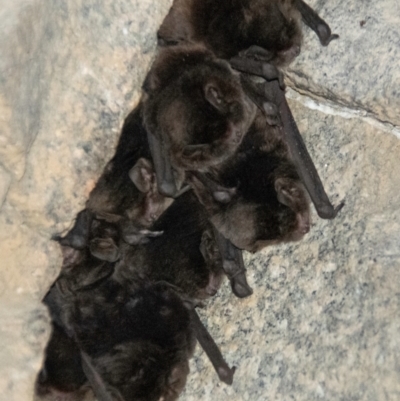 Myotis macropus (Southern Myotis) at Boolboonda, QLD - 19 Jun 2024 by Petesteamer