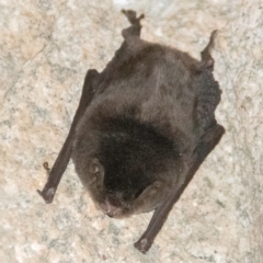 Myotis macropus at Boolboonda, QLD - 19 Jun 2024