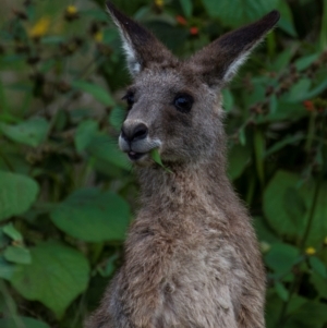 Macropus giganteus at Bargara, QLD - 1 Jul 2024