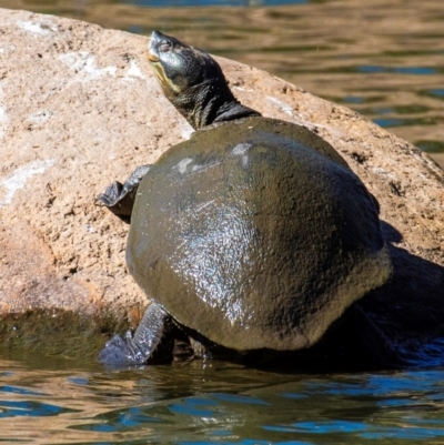 Emydura macquarii kreffti at Bundaberg North, QLD - 10 Jun 2024 by Petesteamer