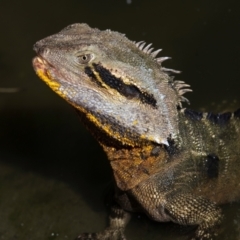 Intellagama lesueurii lesueurii (Eastern Water Dragon) at Bundaberg North, QLD - 20 Jun 2024 by Petesteamer
