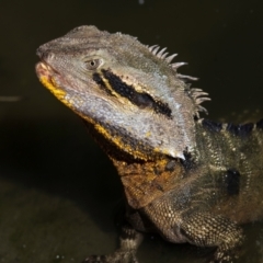 Intellagama lesueurii lesueurii at Bundaberg North, QLD - 19 Jun 2024 by Petesteamer