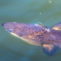 Anguilla reinhardtii (Long Finned Eel) at Bundaberg North, QLD - 25 Jun 2024 by Petesteamer
