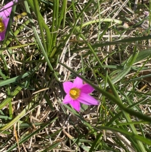 Romulea rosea var. australis at Murrumbateman, NSW - 1 Sep 2024