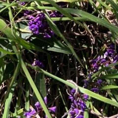 Hardenbergia violacea (False Sarsaparilla) at Murrumbateman, NSW - 1 Sep 2024 by amiessmacro