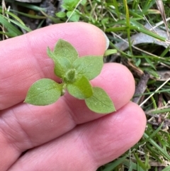 Stellaria media (Common Chickweed) at Cook, ACT - 1 Sep 2024 by lbradley