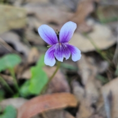 Viola hederacea (Ivy-leaved Violet) at Monga, NSW - 31 Aug 2024 by MatthewFrawley