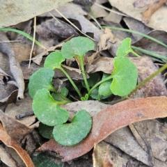 Viola hederacea at Monga, NSW - 1 Sep 2024