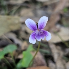 Viola hederacea at Monga, NSW - 1 Sep 2024