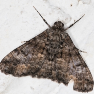 Gastrinodes argoplaca at Melba, ACT - 31 Aug 2024