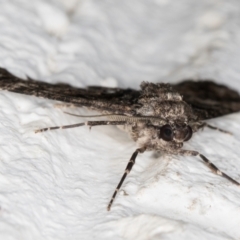 Gastrinodes argoplaca at Melba, ACT - 31 Aug 2024