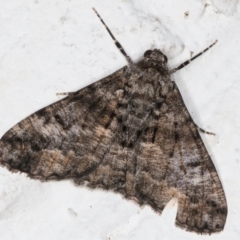 Gastrinodes argoplaca at Melba, ACT - 31 Aug 2024