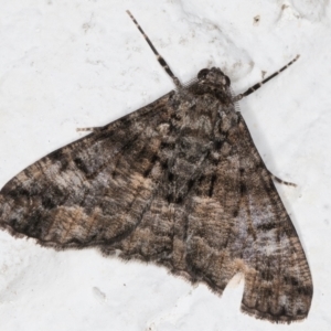 Gastrinodes argoplaca at Melba, ACT - 31 Aug 2024