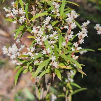 Styphelia affinis (Lance Beard-heath) at Monga, NSW - 1 Sep 2024 by MatthewFrawley