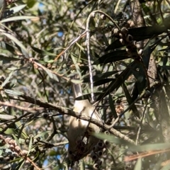 Acanthiza pusilla (Brown Thornbill) at Kaleen, ACT - 1 Sep 2024 by mroseby