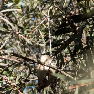 Acanthiza pusilla at Kaleen, ACT - 1 Sep 2024 11:23 AM