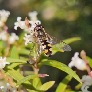 Simosyrphus grandicornis at Monga, NSW - 1 Sep 2024 10:05 AM