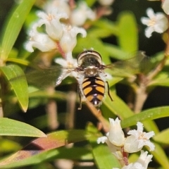 Simosyrphus grandicornis at Monga, NSW - 1 Sep 2024