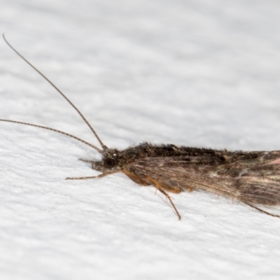 Trichoptera (order) (Unidentified Caddisfly) at Melba, ACT - 30 Aug 2024 by kasiaaus