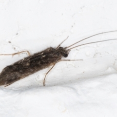 Trichoptera (order) at Melba, ACT - 31 Aug 2024 12:10 AM