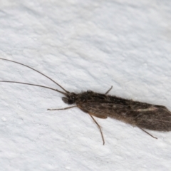 Trichoptera (order) at Melba, ACT - 31 Aug 2024