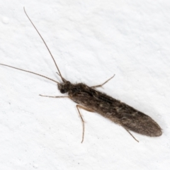 Trichoptera (order) at Melba, ACT - 31 Aug 2024