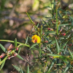 Daviesia ulicifolia subsp. ulicifolia (Gorse Bitter-pea) at Monga, NSW - 1 Sep 2024 by MatthewFrawley