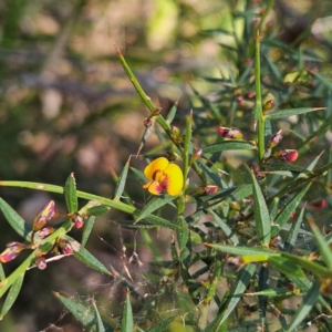 Daviesia ulicifolia subsp. ulicifolia at Monga, NSW - 1 Sep 2024 10:07 AM