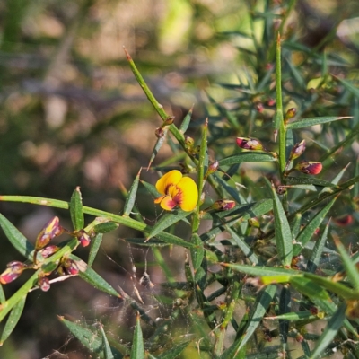 Daviesia ulicifolia subsp. ulicifolia (Gorse Bitter-pea) at Monga, NSW - 1 Sep 2024 by MatthewFrawley