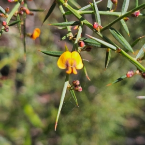 Daviesia ulicifolia subsp. ulicifolia at Monga, NSW - 1 Sep 2024 10:07 AM