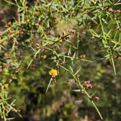 Daviesia ulicifolia subsp. ulicifolia at Monga, NSW - 1 Sep 2024