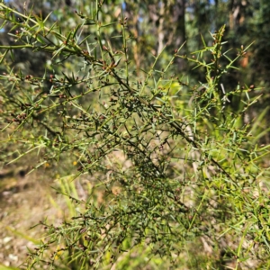 Daviesia ulicifolia subsp. ulicifolia at Monga, NSW - 1 Sep 2024