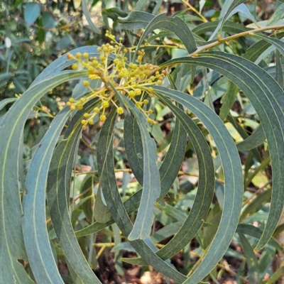 Acacia falciformis (Broad-leaved Hickory) at Monga, NSW - 1 Sep 2024 by MatthewFrawley