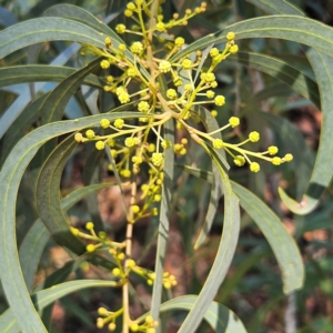 Acacia falciformis at Monga, NSW - 1 Sep 2024