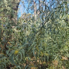 Acacia falciformis at Monga, NSW - 1 Sep 2024