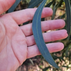 Acacia falciformis at Monga, NSW - 1 Sep 2024 10:09 AM