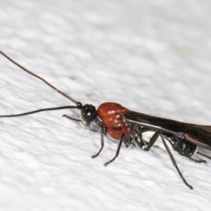Campyloneurus sp (genus) at Melba, ACT - 31 Aug 2024 11:22 PM