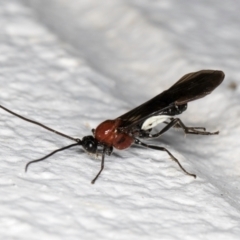 Campyloneurus sp (genus) at Melba, ACT - 31 Aug 2024 11:22 PM