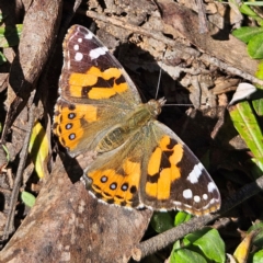 Vanessa kershawi (Australian Painted Lady) at Monga, NSW - 1 Sep 2024 by MatthewFrawley