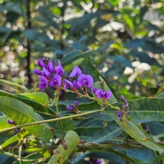 Hardenbergia violacea (False Sarsaparilla) at Monga, NSW - 1 Sep 2024 by MatthewFrawley